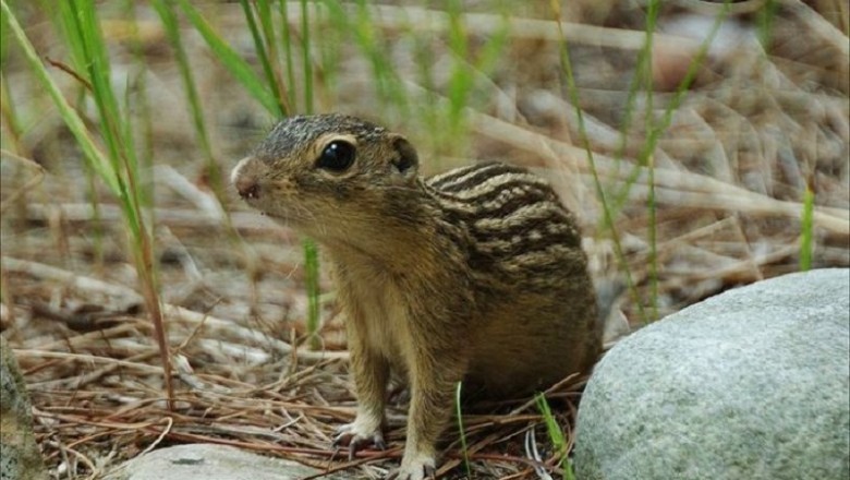 Unveiling the Astonishing Survival Story of Gophers: How They Thrive without Water for 8 Months