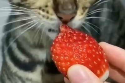 Watch: Hilarious Cat Goes Bonkers Over Strawberries!