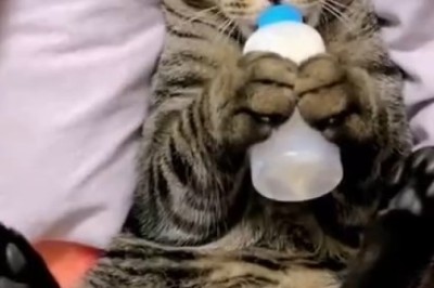 Watch: Old Cat Refuses to Grow Up and Embraces its Inner Kitten!