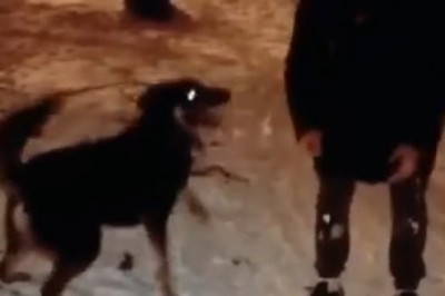 Adorable Duo Alert! Watch This Sheepdog and Owner's Hilarious Comedy Routine!