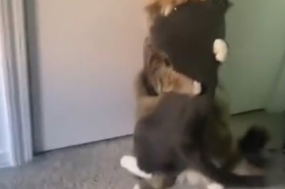 Cat-tastic Comedy Gold! Hilarious Cats That Will Leave You in Stitches!