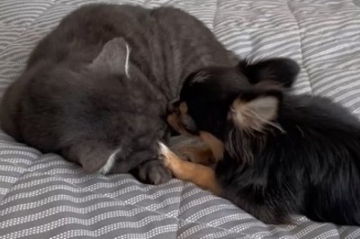 Heartwarming Tail of Love: When a Dog Becomes a Caretaker for Another Dog!