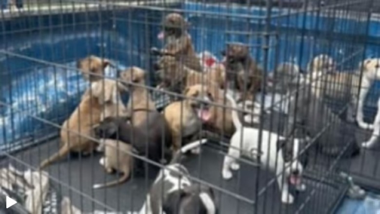 Heartwrenching Rescue: 16 Puppies Saved in Inspiring Effort