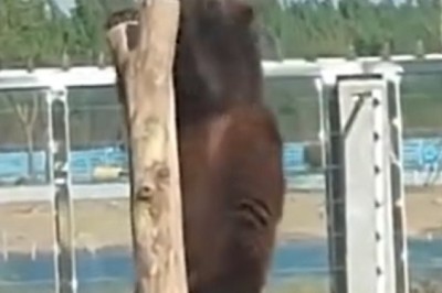 Hilarious Hijinks: Side-Splitting Moments with Funny Pets Caught on Camera!