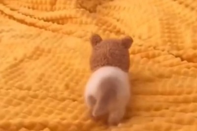 Hilarious Video of a Funny Kitten Gone Wild!