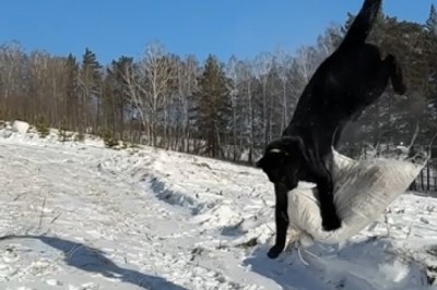 Jaw-Dropping Video of a Tiger Jumping Like You’ve Never Seen Before!