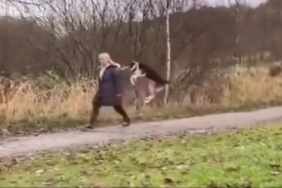 Laugh Out Loud: Unbelievably Funny Pets that Will Have You in Stitches!