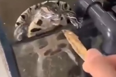Shell-Shocking Surprise: When a Clever Turtle Politely Asks for a Snack!