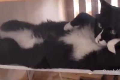 The Ultimate Funny Pets Compilation: Prepare to Burst into Laughter!