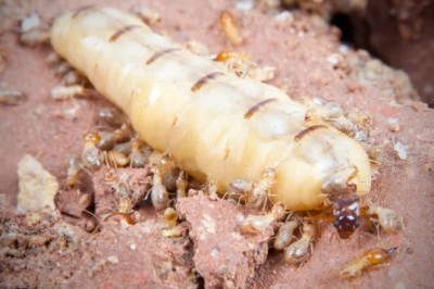 Unveiling the Fascinating Life of Termite Mothers: Insights into the World of Giant Egg Factories