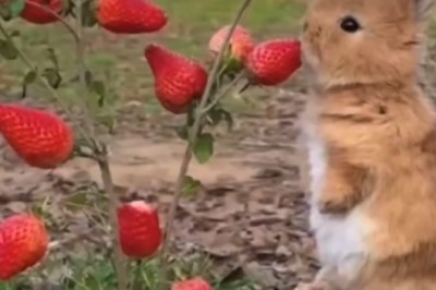 Bunny Bliss: The Sweet Delight of Strawberries