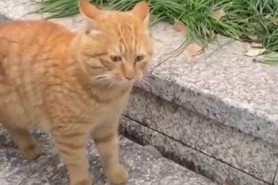 Claws Out: Witness the Fierce Battle of the Feline Fighters!