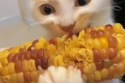 Corn Connoisseur: Watch This Adorable Cat Enjoying Some Sweet Corn!