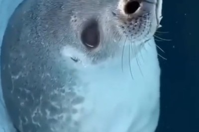 Graceful Guardians of the Deep: The Beauty of Seals