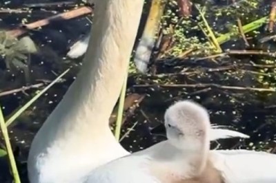 Guardian Goose: A Heartwarming Tale of Protection and Love