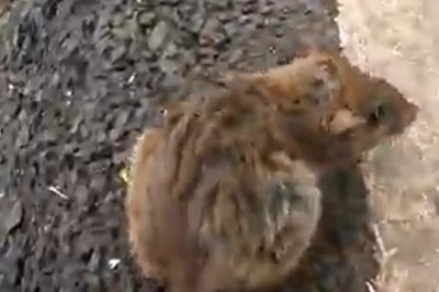 Heartwarming Encounter: Man Comes to Rescue of Confused Mouse on Sidewalk!