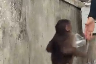 Heartwarming Moment: Grateful Monkey Thanks Women for Food!