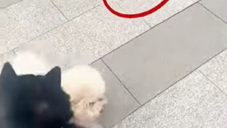 Heartwarming Story of a Brave Kitten Finding a Home Will Melt Your Heart!