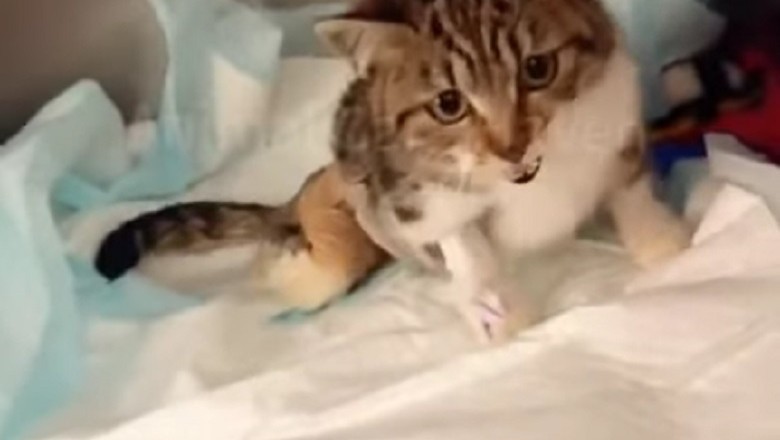 Heartwarming Tale of Rescue: Injured Cat's Incredible Journey to Recovery