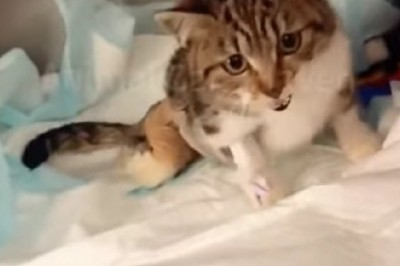 Heartwarming Tale of Rescue: Injured Cat's Incredible Journey to Recovery