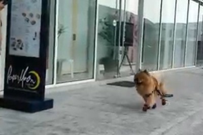 Heartwarming Video: Watch How This Dog Goes on an Epic Journey to Find His Beloved Owner!