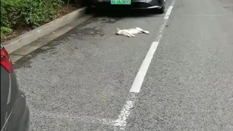 Hilarious Cat Takes Over Sidewalk as Sleepy Street Guardian