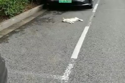 Hilarious Cat Takes Over Sidewalk as Sleepy Street Guardian