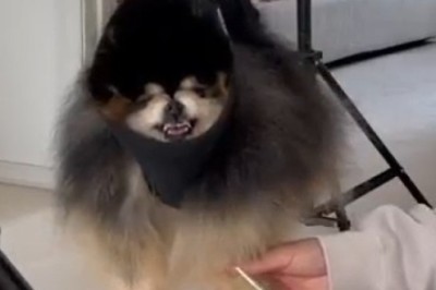 Hilarious DIY: Dog Owner's Comical Attempt at Trimming Dog's Nails!