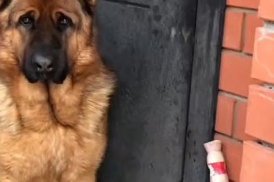 In the Company of Sheepdogs: A Tribute to Loyalty and Herding Excellence