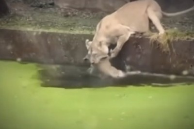 Mother's Roar: The Lioness Who Defied the River's Wrath