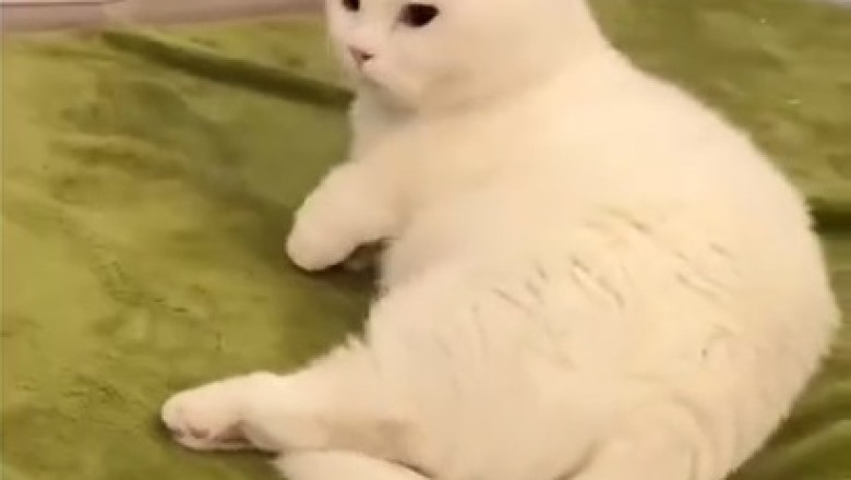 Purrfection: A Glimpse into the World of Pretty Cats