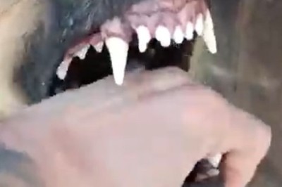 Watch This Hilarious Video of a Fierce Shepherd Dog Protecting His Territory!