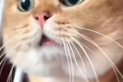 Whiskers and Whispers: A Cat's Mysterious Discovery