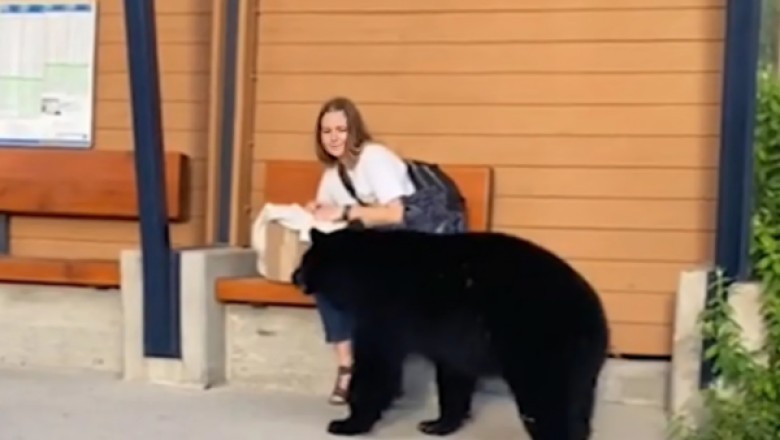 Unlikely Rescue: Woman Bravely Saves Trapped Bear Cub with Mother's Help in Heart-Pounding Forest Encounter