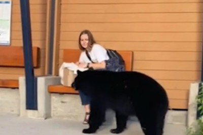 Unlikely Rescue: Woman Bravely Saves Trapped Bear Cub with Mother's Help in Heart-Pounding Forest Encounter