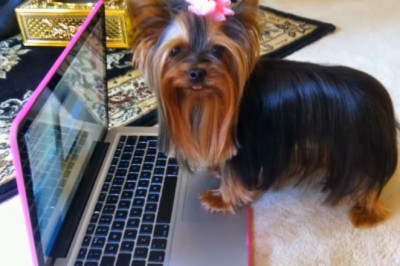 Canine Couture: Witness the Hilarious High-Class Hijinks of Our Elegant Dog!