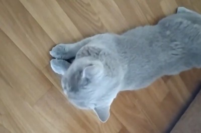 Hilarious Cat Shenanigans: You Can't Help But Laugh!