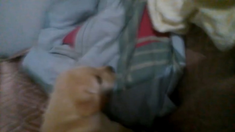 Pawsitively Pawdorable: Witness the Tiny Titan of Cuteness!