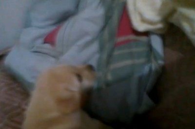 Pawsitively Pawdorable: Witness the Tiny Titan of Cuteness!