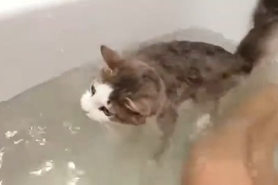Suds N' Scratches: The Hilarious Saga of a Cat's Bath-time Adventure!