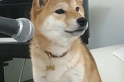 Canine Karaoke King: Watch Hilarious Video of Dog Ruling the Stage with a Microphone!