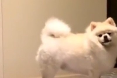 Canine Moves Like Jagger: Watch This Dog Bust Out Some Paw-sitively Groovy Dance Moves!