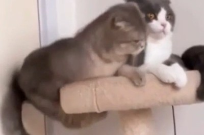 Cat-astrophe! Watch This Feline Push His Buddy Off the Shelf!