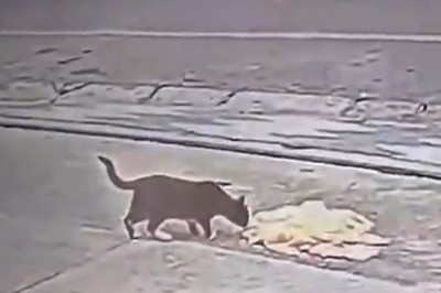 Fluffy Feline's Clever Con: Cat Convinces Stranger to Serve Breakfast in Hilarious Video!