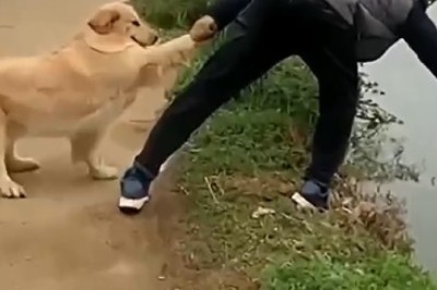 Hero Hound to the Rescue: Faithful Dog Saves Owner from River Plunge!