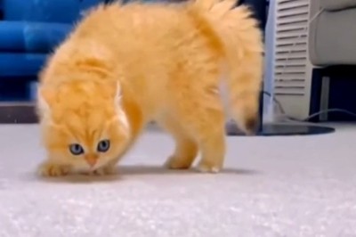 Michael Jackson, the Cat with the Moves! (You Won't Believe This!)