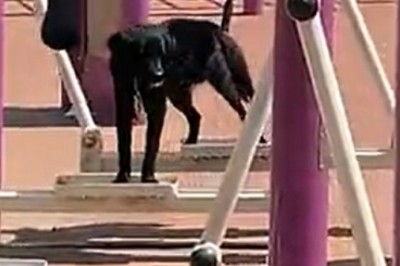 Paws and Playtime: Hilarious Dog Takes on Children's Amusement Park with Unbridled Enthusiasm!
