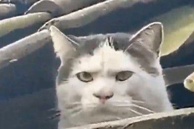 Purr-fectly Flawless Feline: Behold the Majestic Beauty of This Hilariously Photogenic Cat!