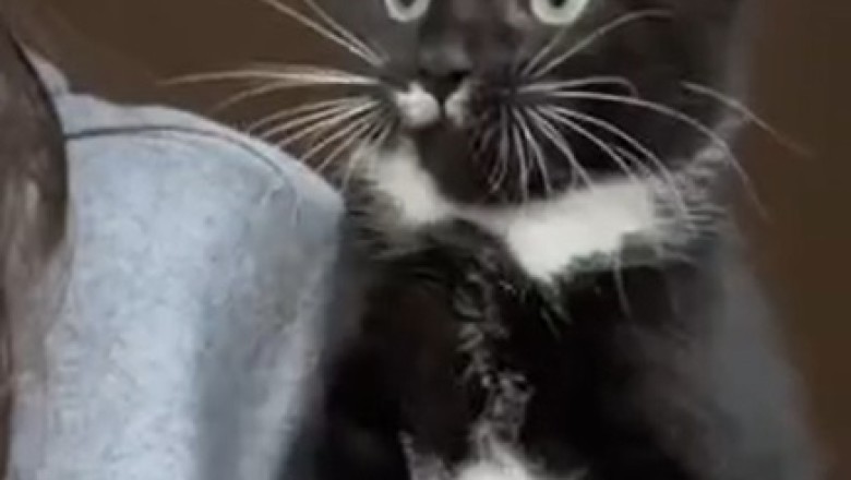 Purrfectly Hilarious: Cat Goes Above and Beyond in Show of Affection!