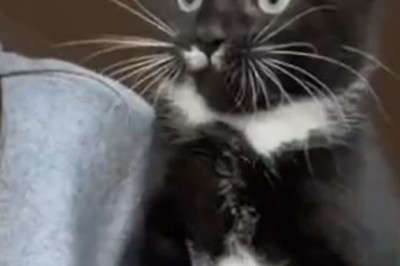 Purrfectly Hilarious: Cat Goes Above and Beyond in Show of Affection!